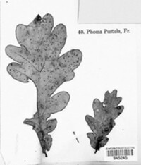 Hypospilina pustula image